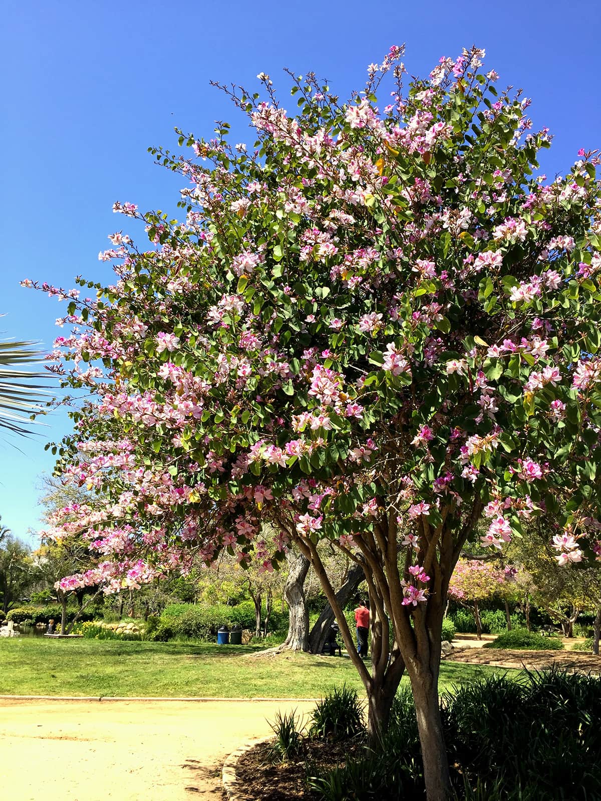 Orchid Tree Tree of the Month April 2016