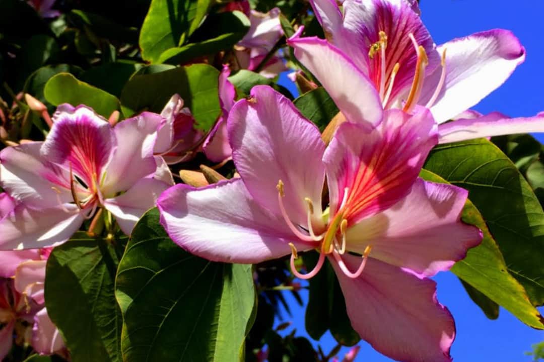 Orchid Tree Flower