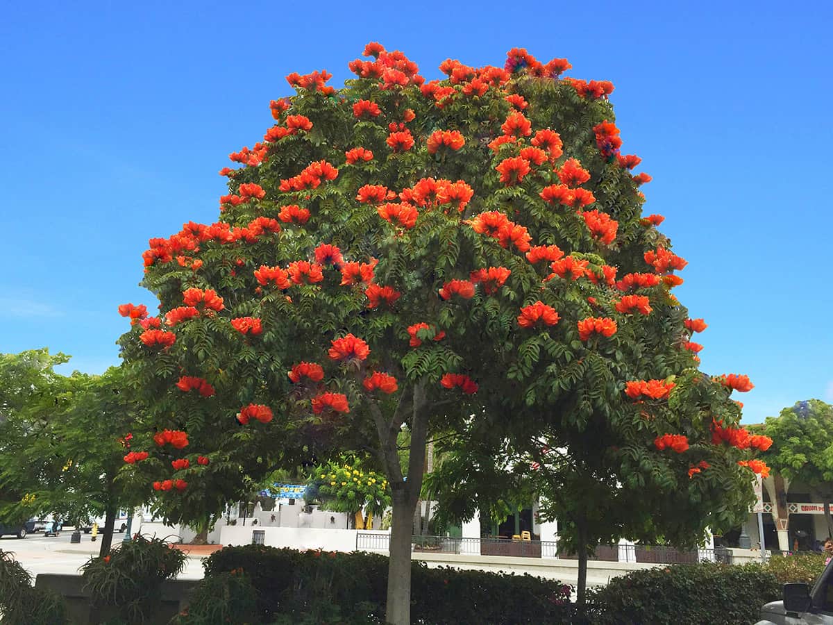 African Tulip Tree – Santa Barbara Beautiful