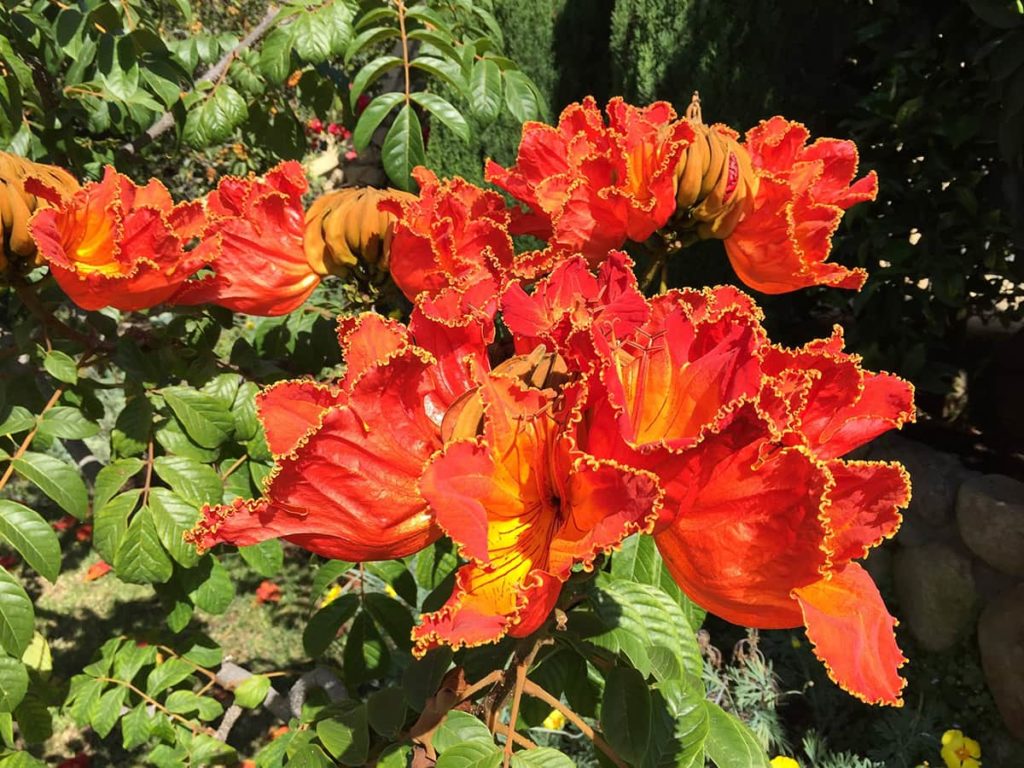 African Tulip Tree Santa Barbara Beautiful