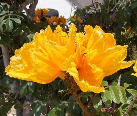 African Tulip Tree – Santa Barbara Beautiful