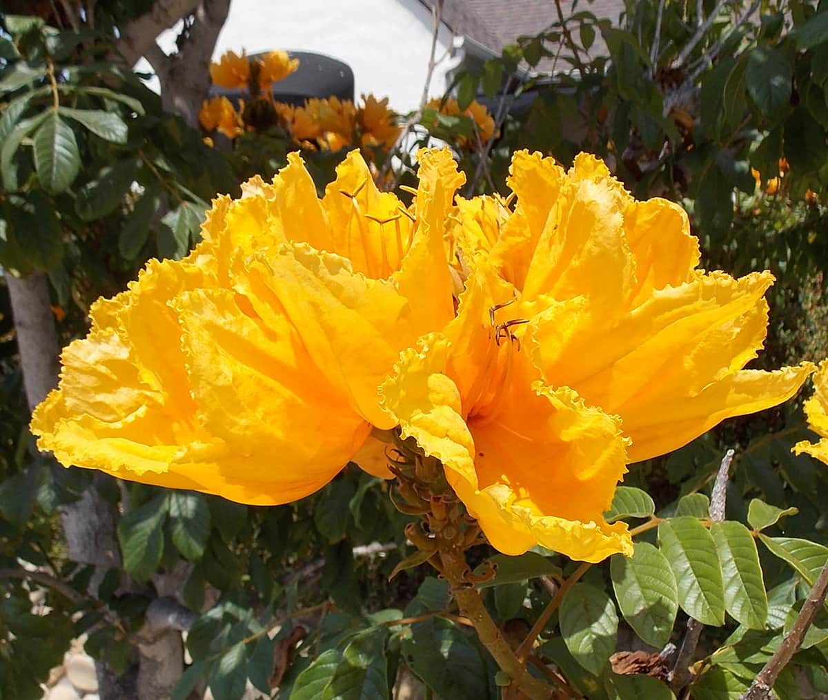 African Tulip Tree - Yellow Flower