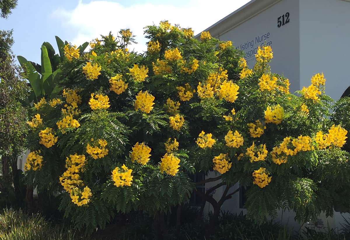 Gold Medallion Tree Seed Pods Poisonous Pacific Horticulture Society Gold Medallion Tree