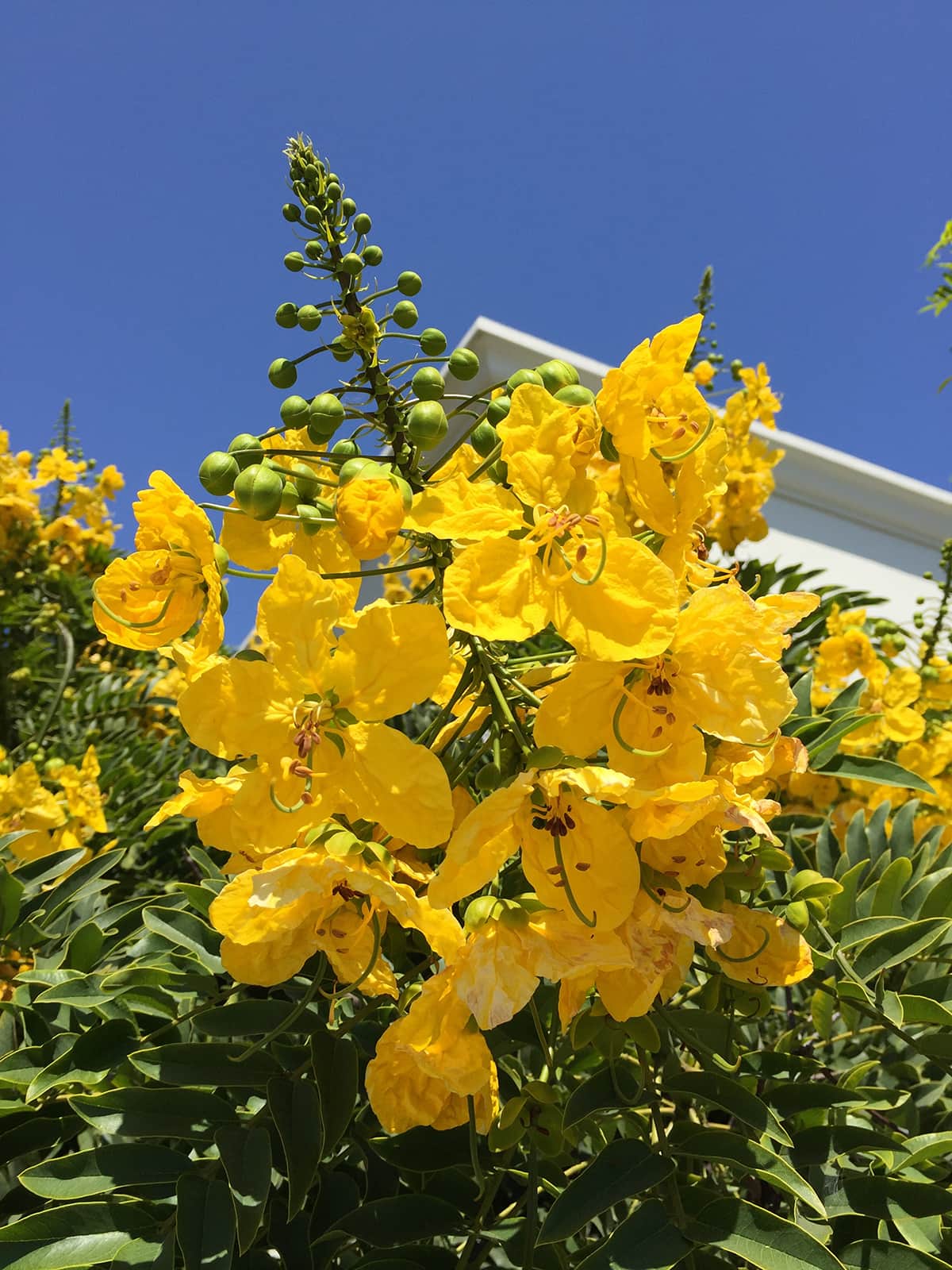 Gold Medallion blooming