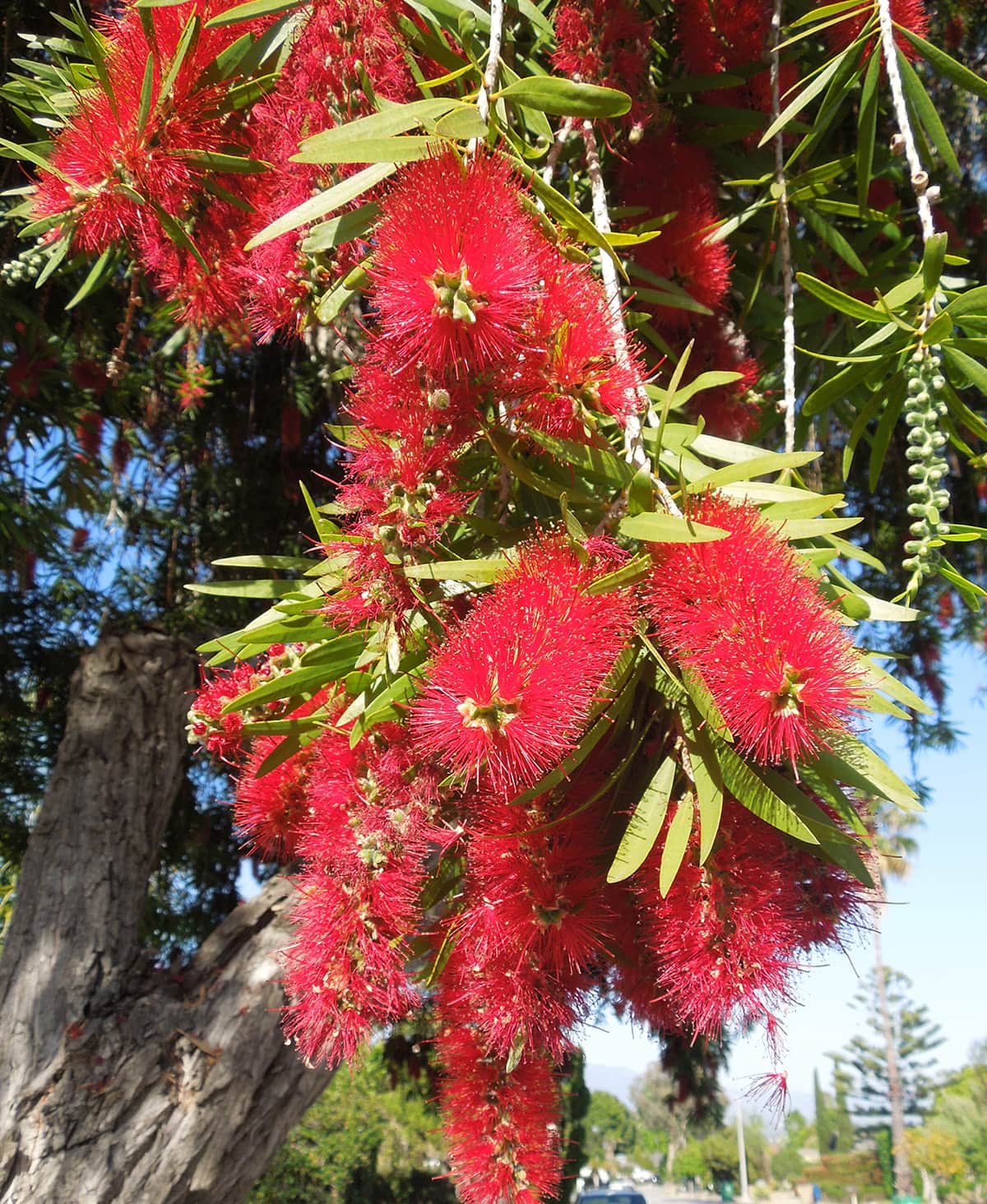 Bottlebrush Flower