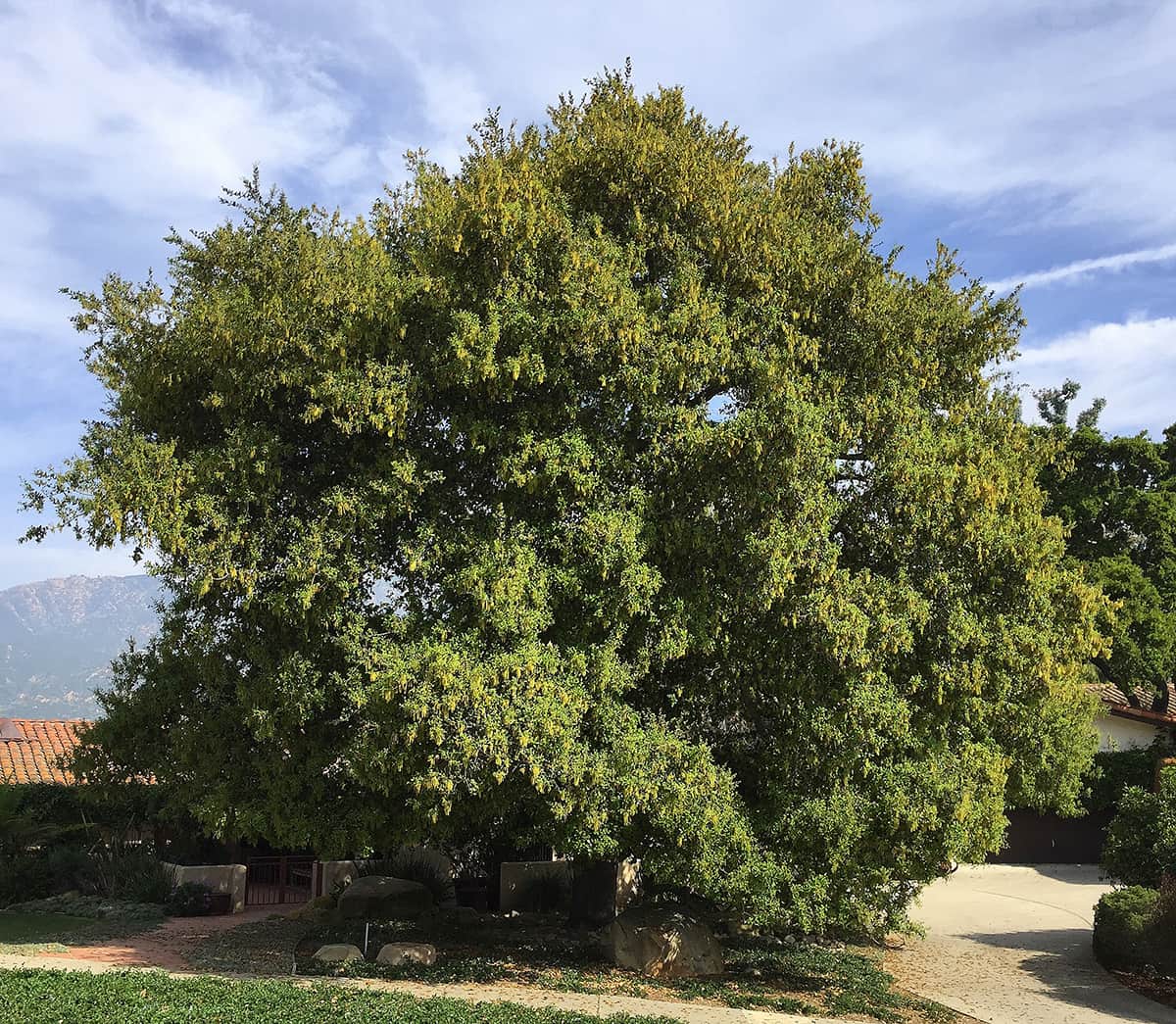 Coast Live Oak - Coronada Circle