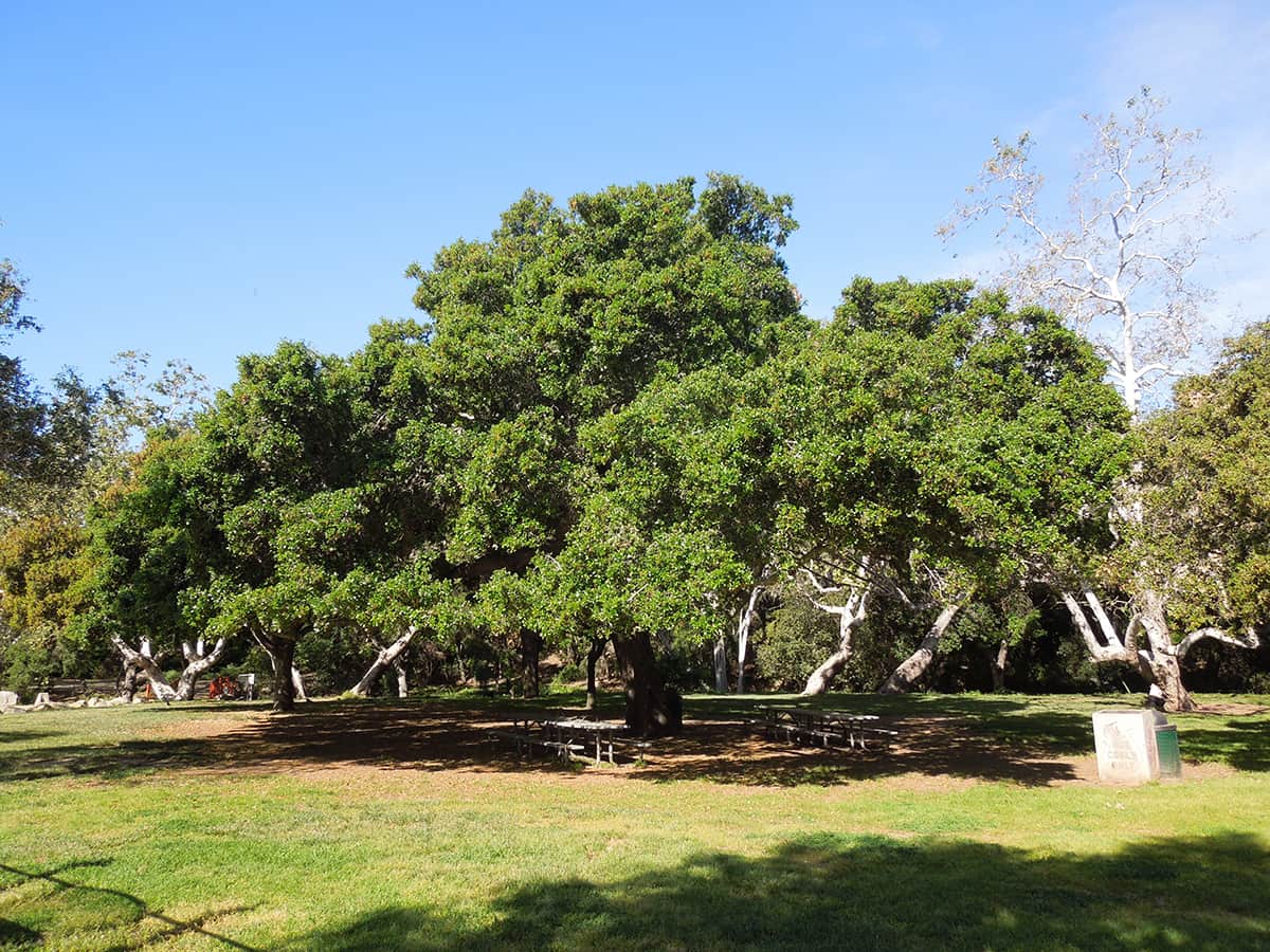 Coast Live Oak April 2017