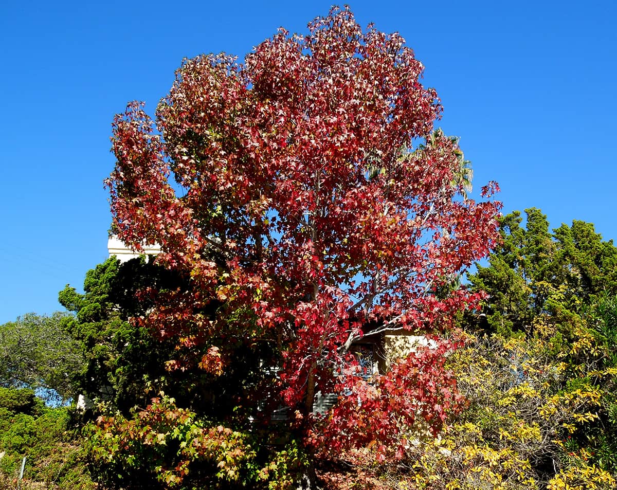 Liquidambar Tree Dec 2016 Tree of the Month