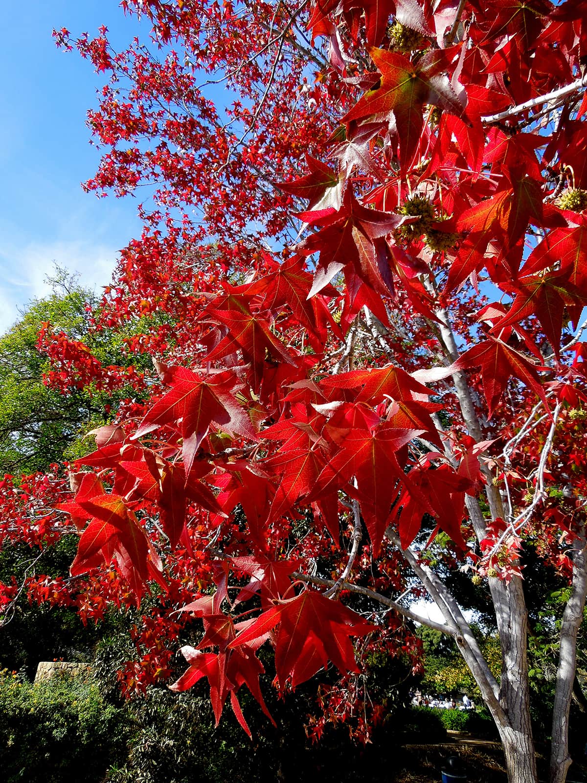 Liquidambar Tree Dec 2016