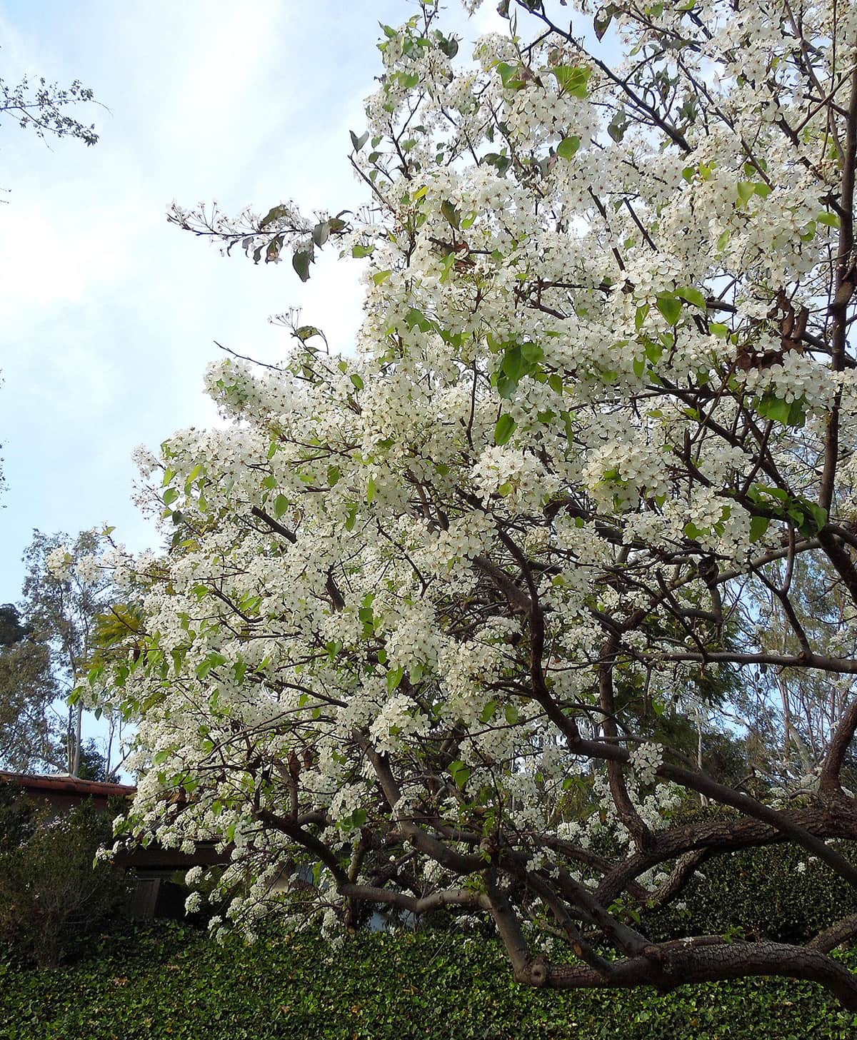 Evergreen Pear tree