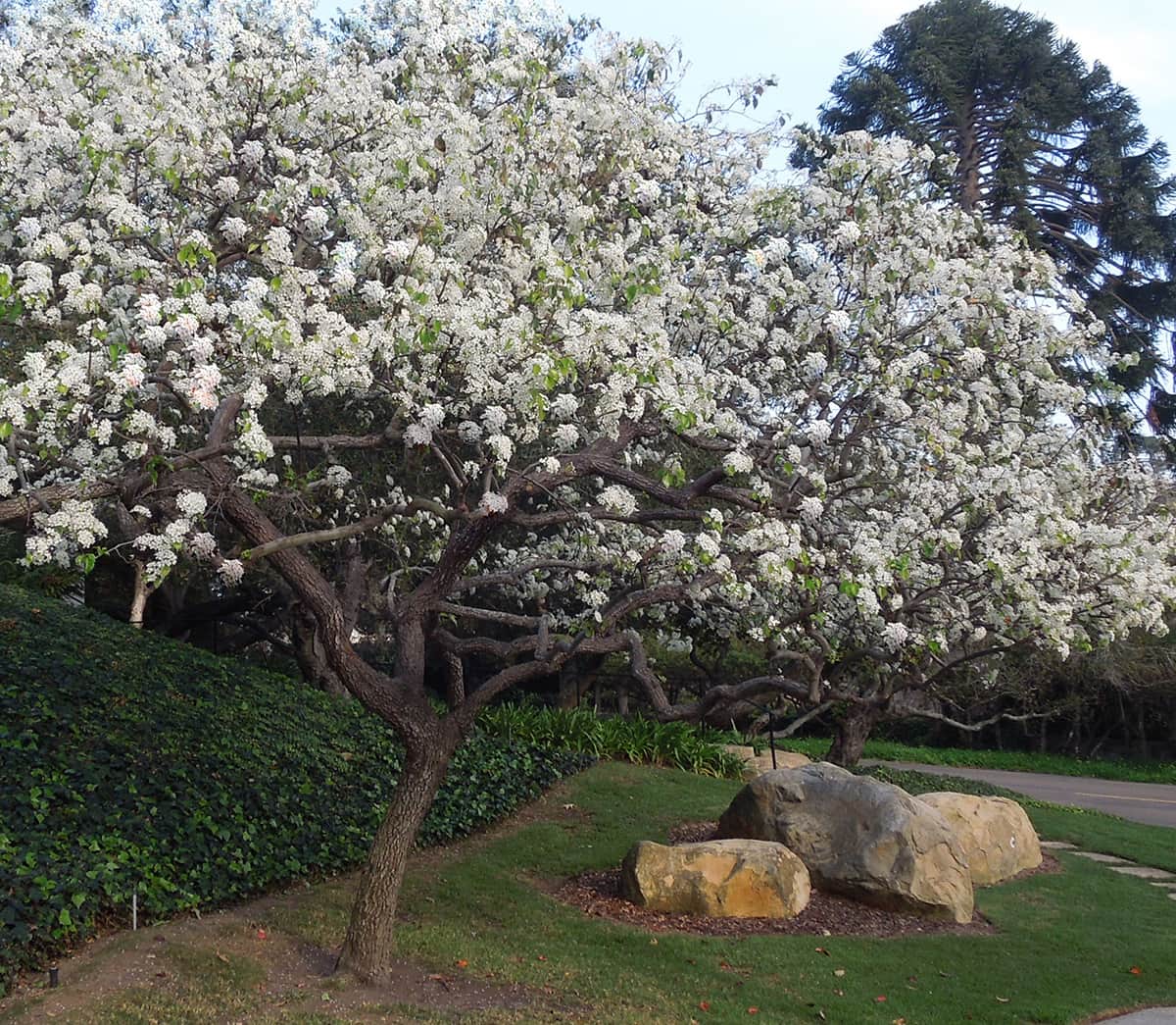Evergreen Pear Tree of the Month SB Beautiful