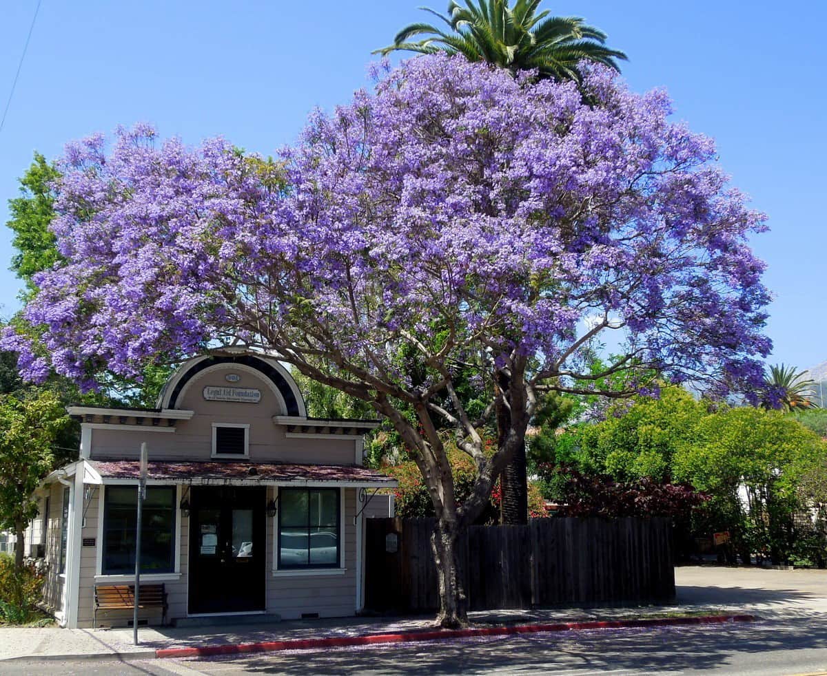 Jacaranda Santa Barbara Beautiful