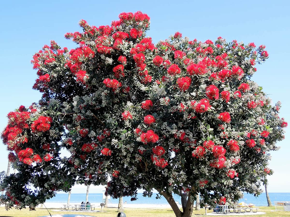 Mini christmas tree new zealand