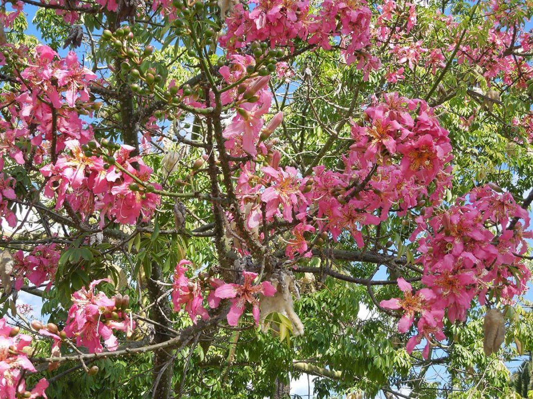 The Silk Floss Tree Santa Barbara Beautiful