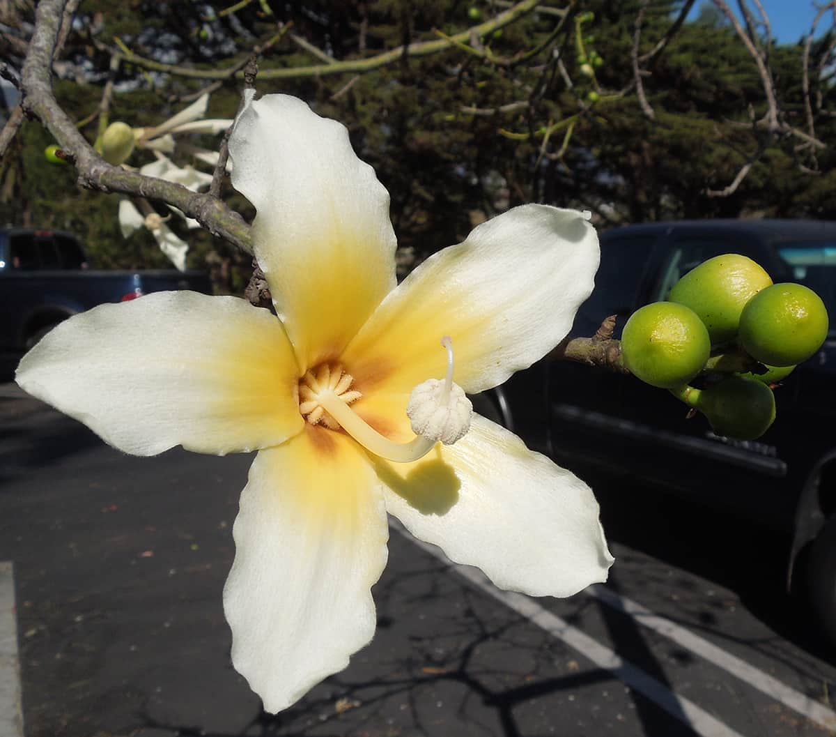 Silk Floss Tree Flower