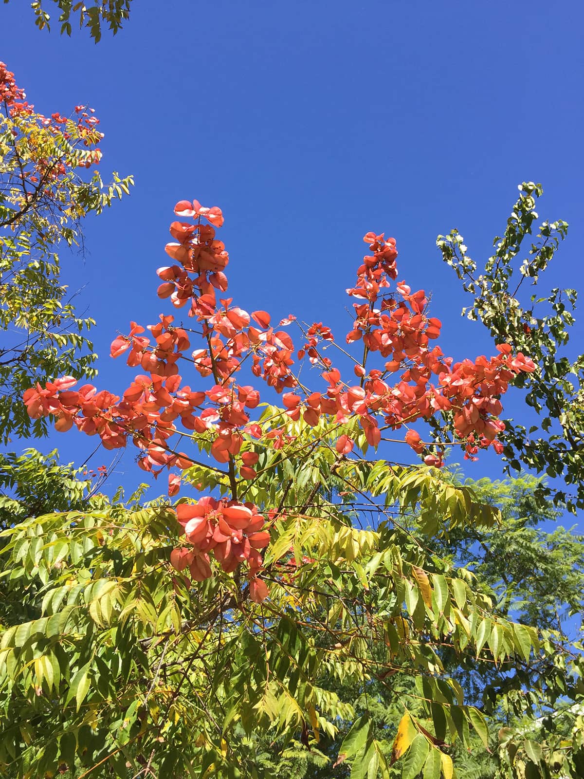 Chinese Lantern Tree - Closeup