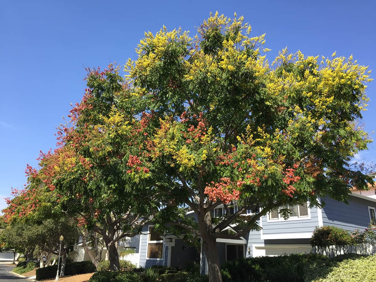 Chinese Lantern Tree – Santa Barbara 