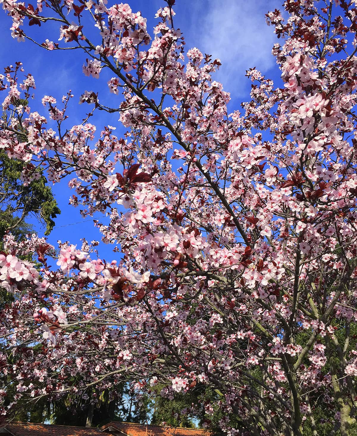 flowering plum tree leaves