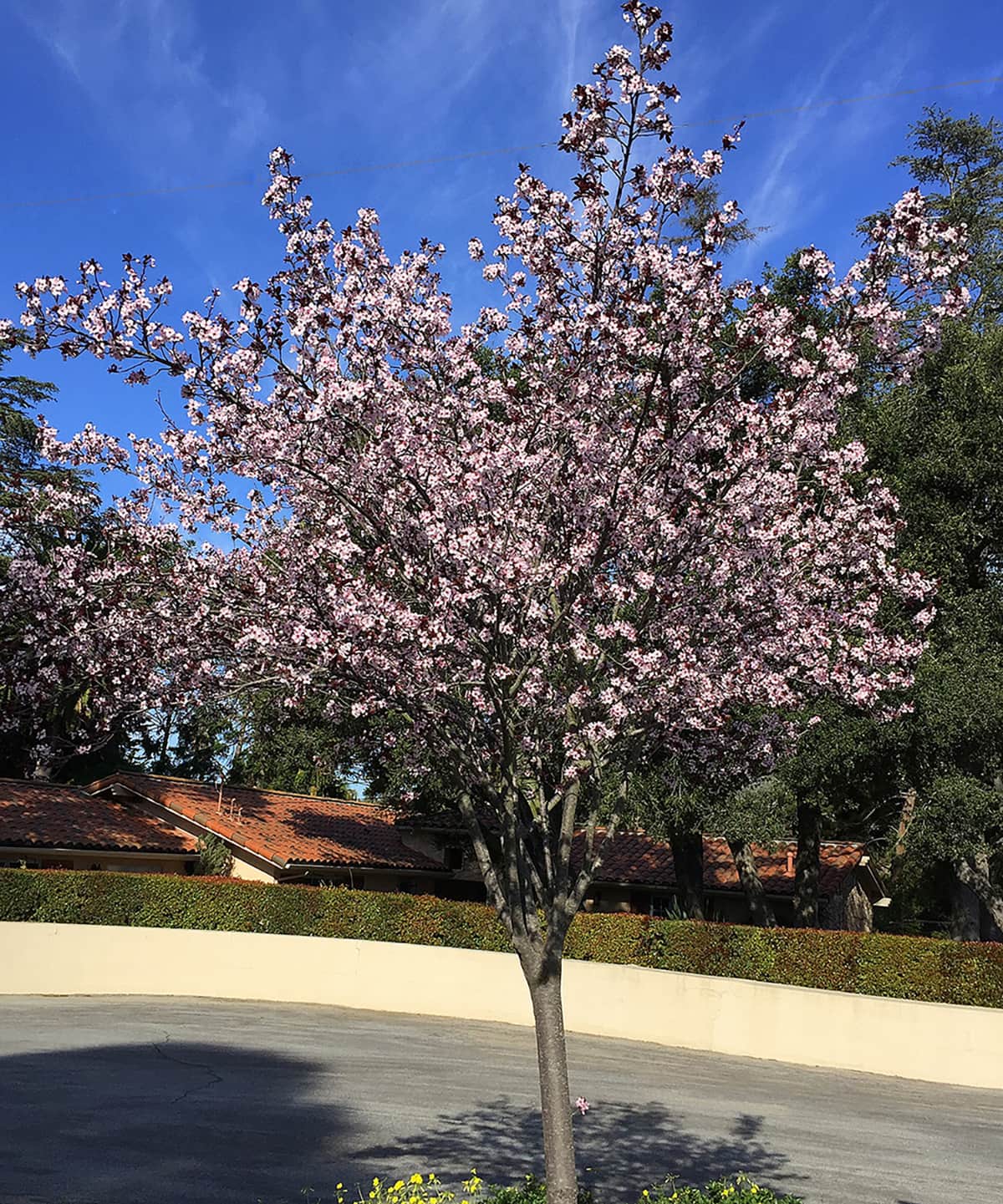 red leaf flowering plum tree