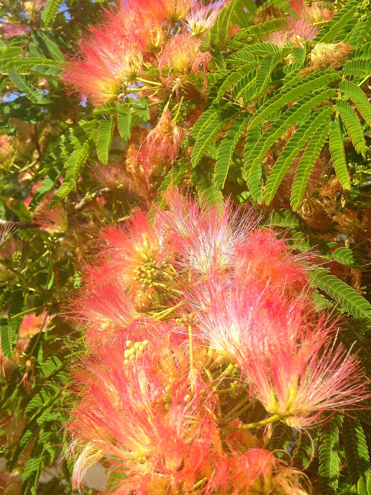 Mimosa Flowers SBB Tree of the Month July 2017
