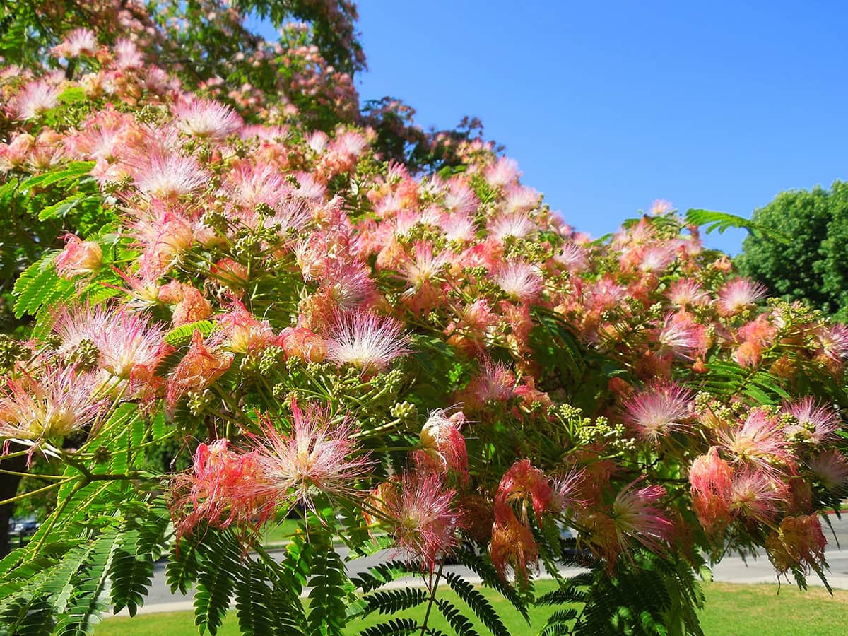 Mimosa Hidden Valley Park SBB Tree of the Month July 2017