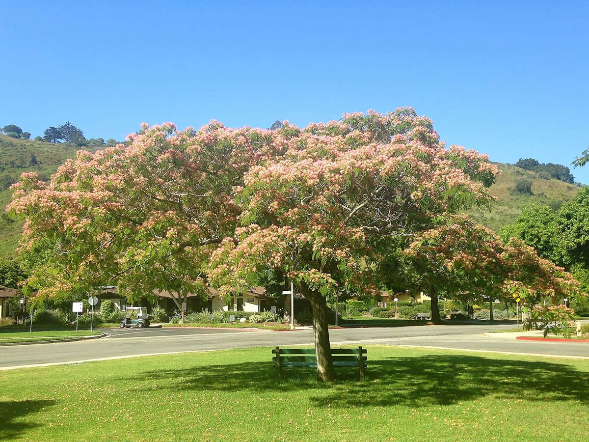 Mimosa Santa Barbara Beautiful