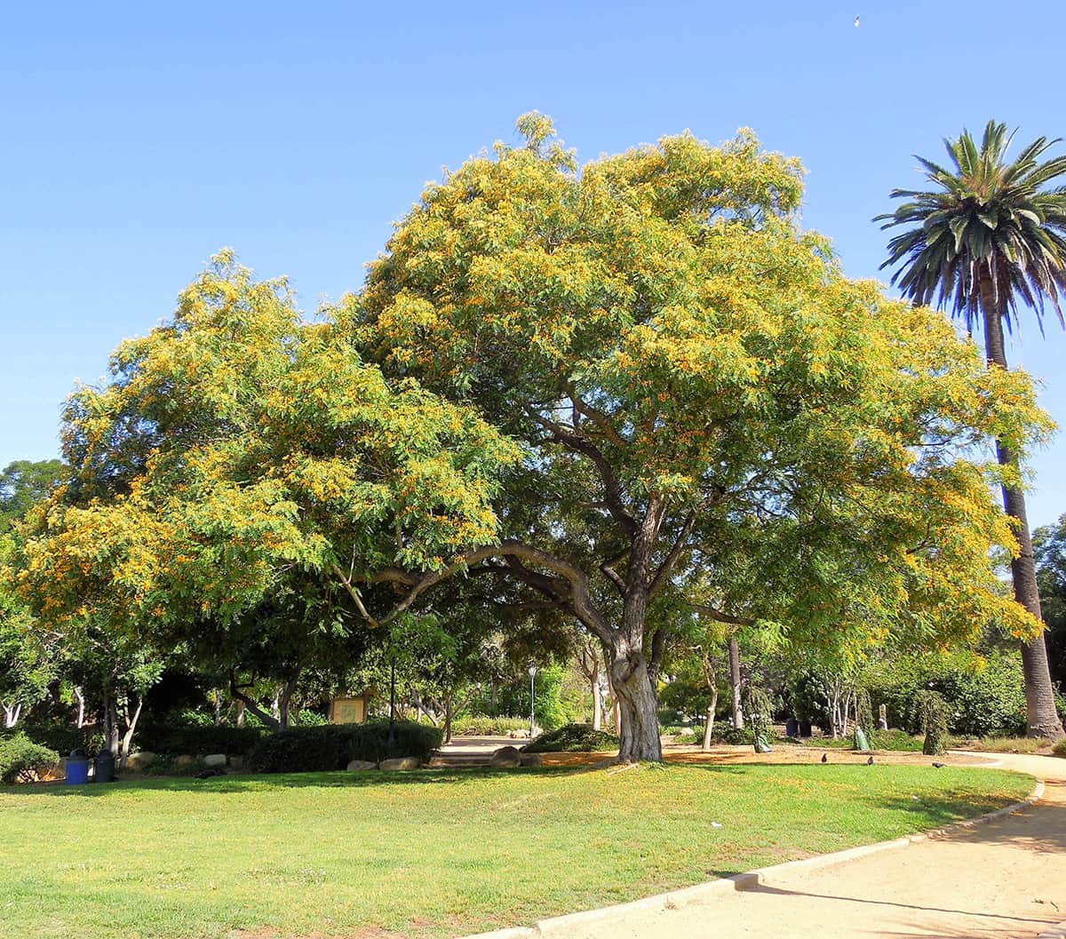 Tipuana Tipu Trees Young