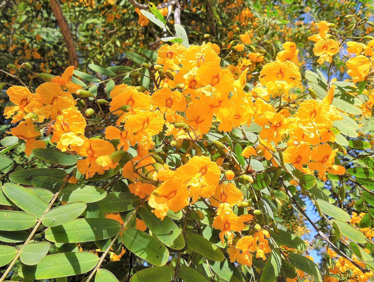 Tipuana Tipu Trees Young