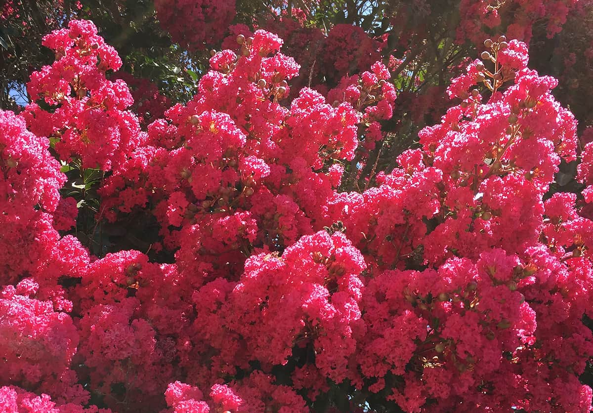 Crape Myrtle Flowers