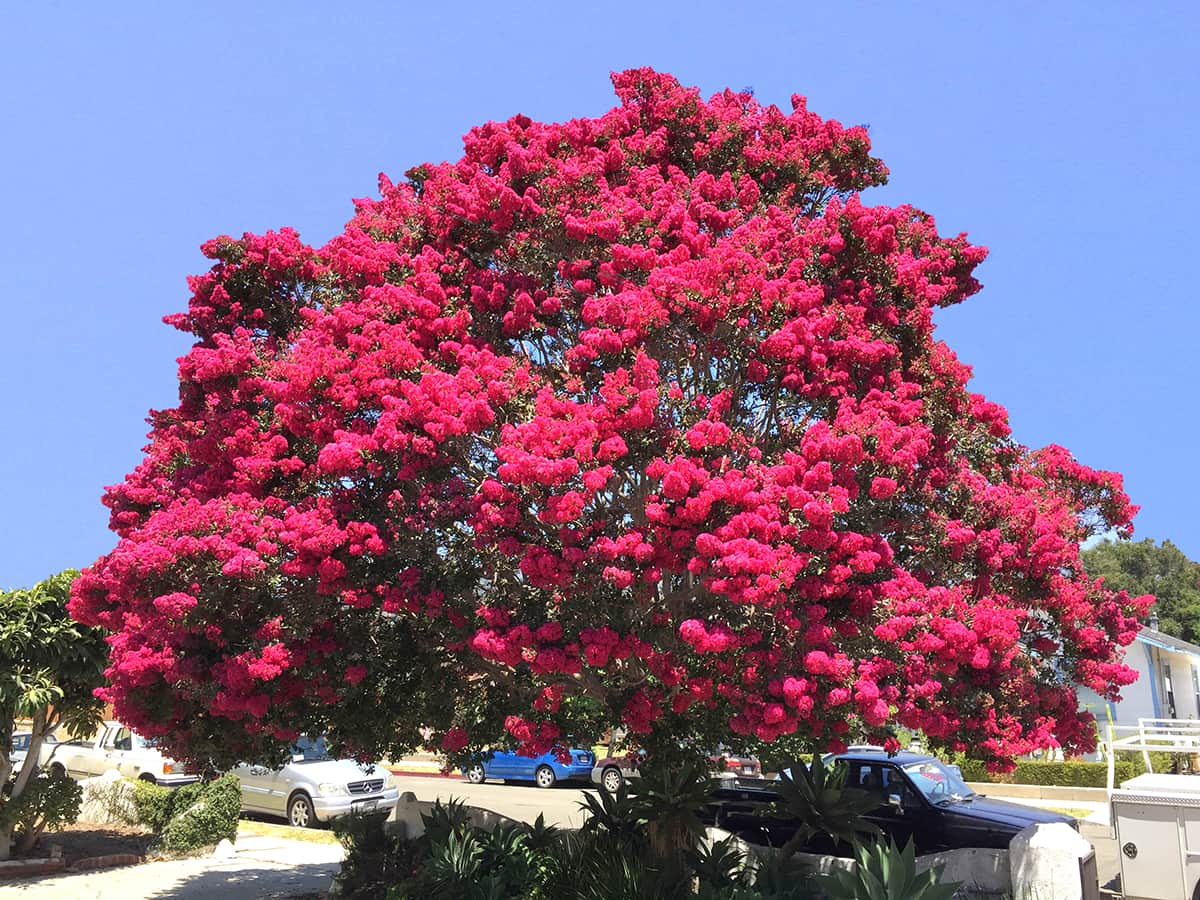 Crape Myrtle