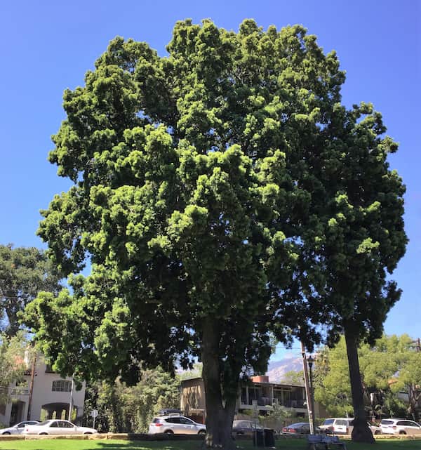 Fern Pine Santa Barbara