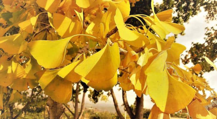 Ginkgo - Leaves - Photo David Gress