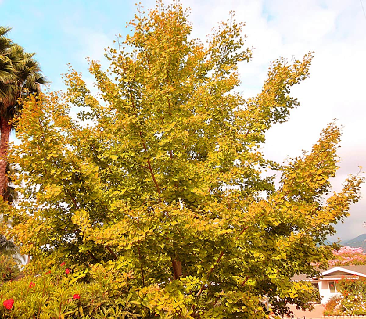 Ginkgo Tree by David Gress