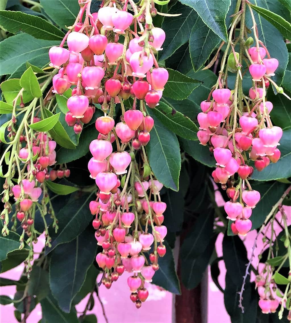 arbutus marina fruit