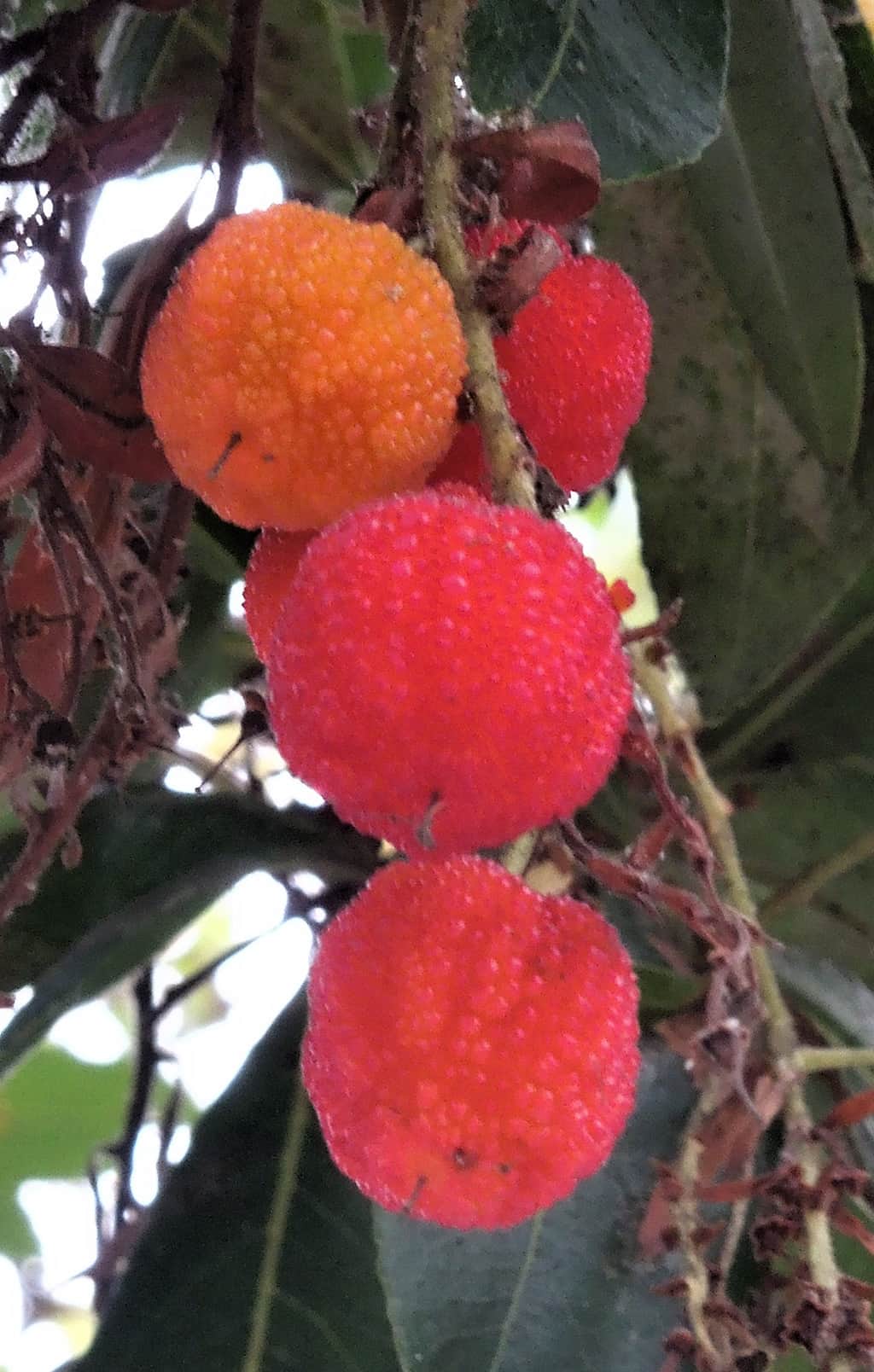 arbutus marina fruit