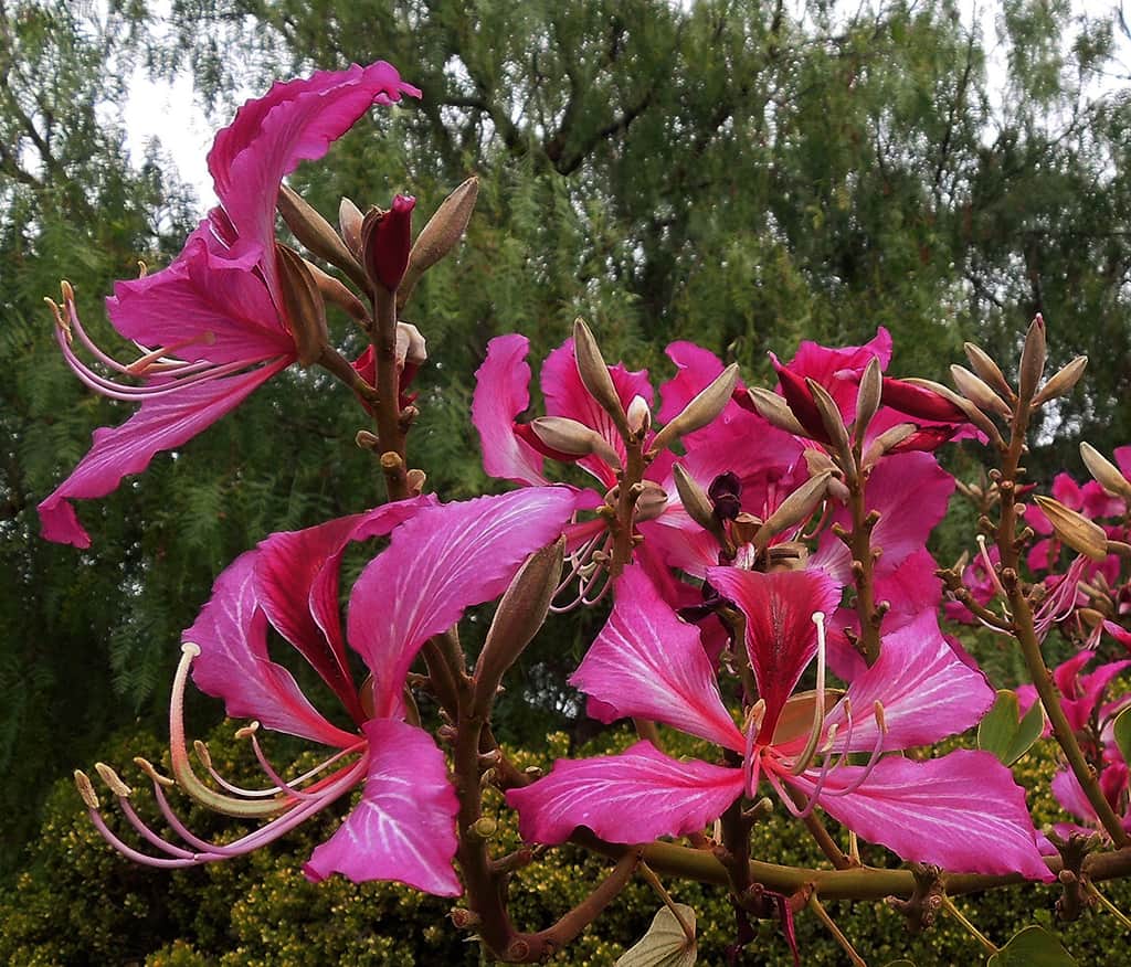 Hong Kong Orchid - Flowers