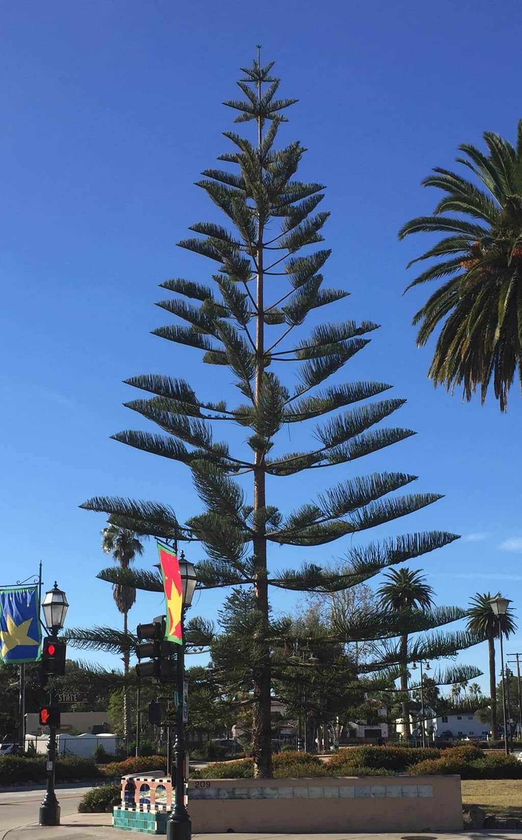 Norfolk Island Pine Santa Barbara