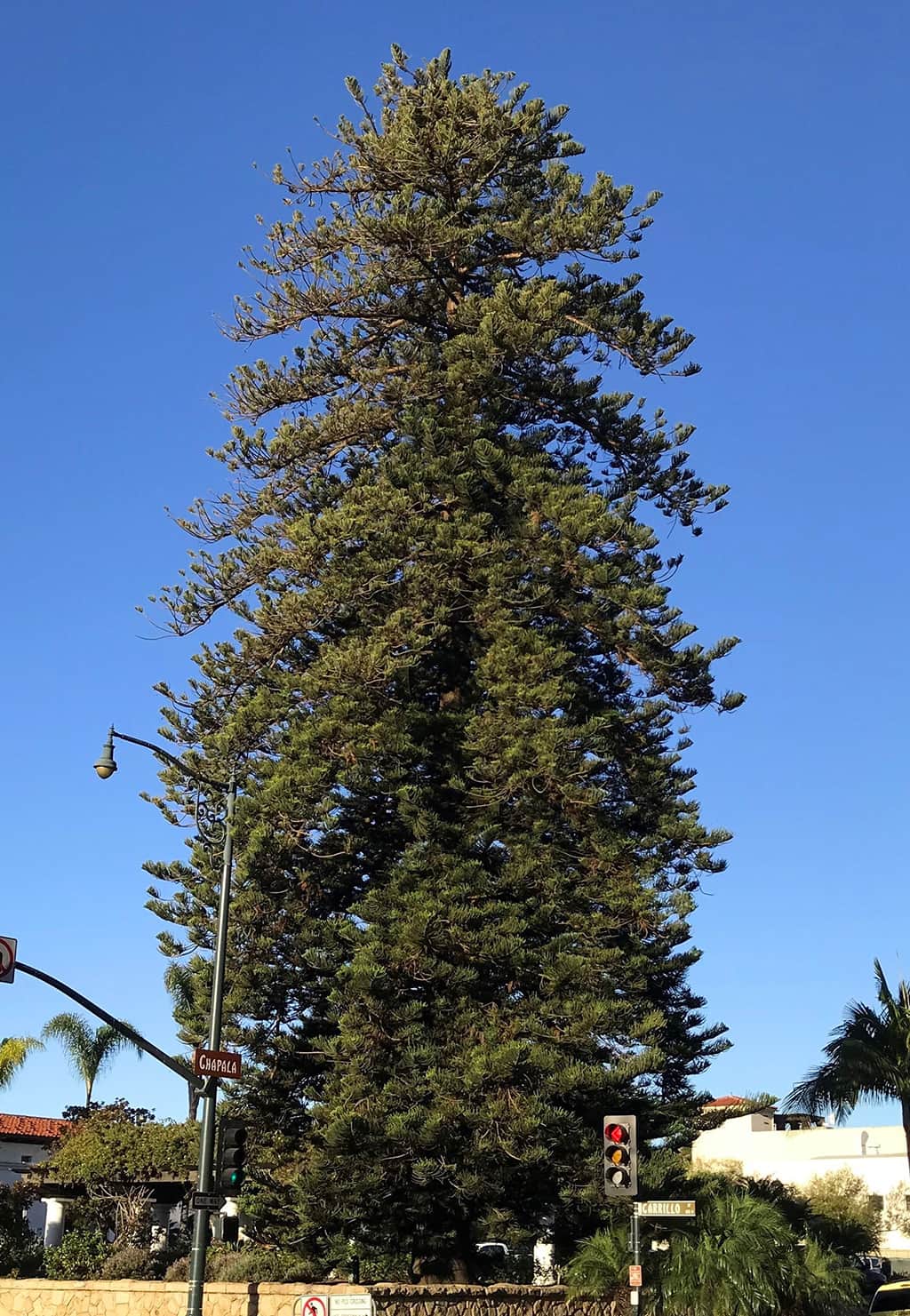 Norfolk Island Pine Tree of the Month Dec 2017