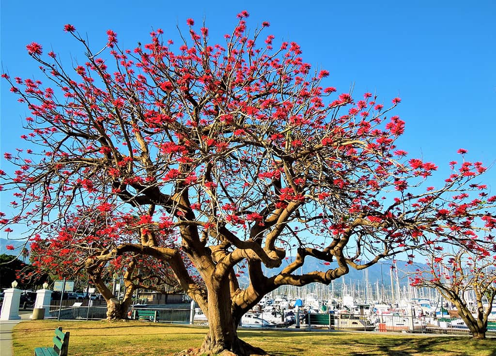 Naked Coral Tree - by David Gress