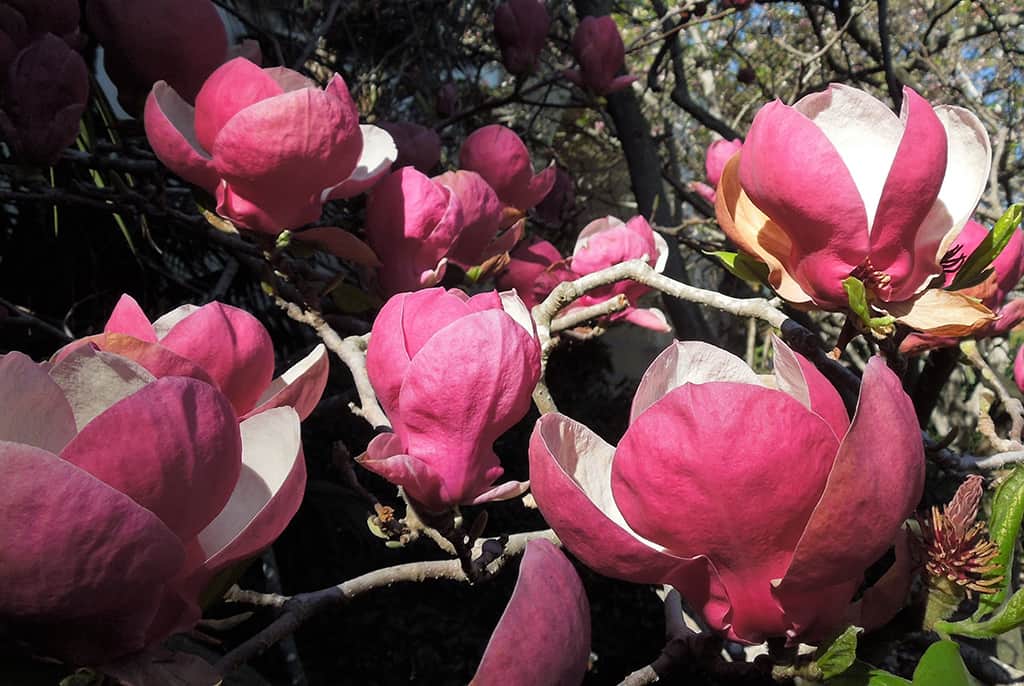 Saucer Magnolia - Burgendy Flower - Photo David Gress