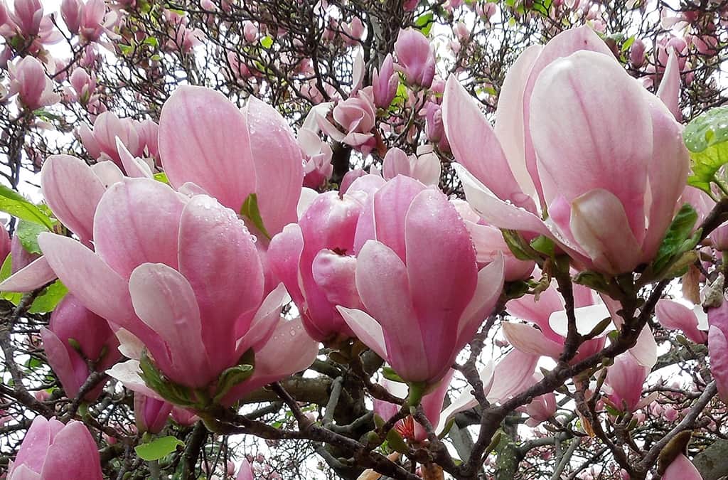 Saucer Magnolia Pink Flower