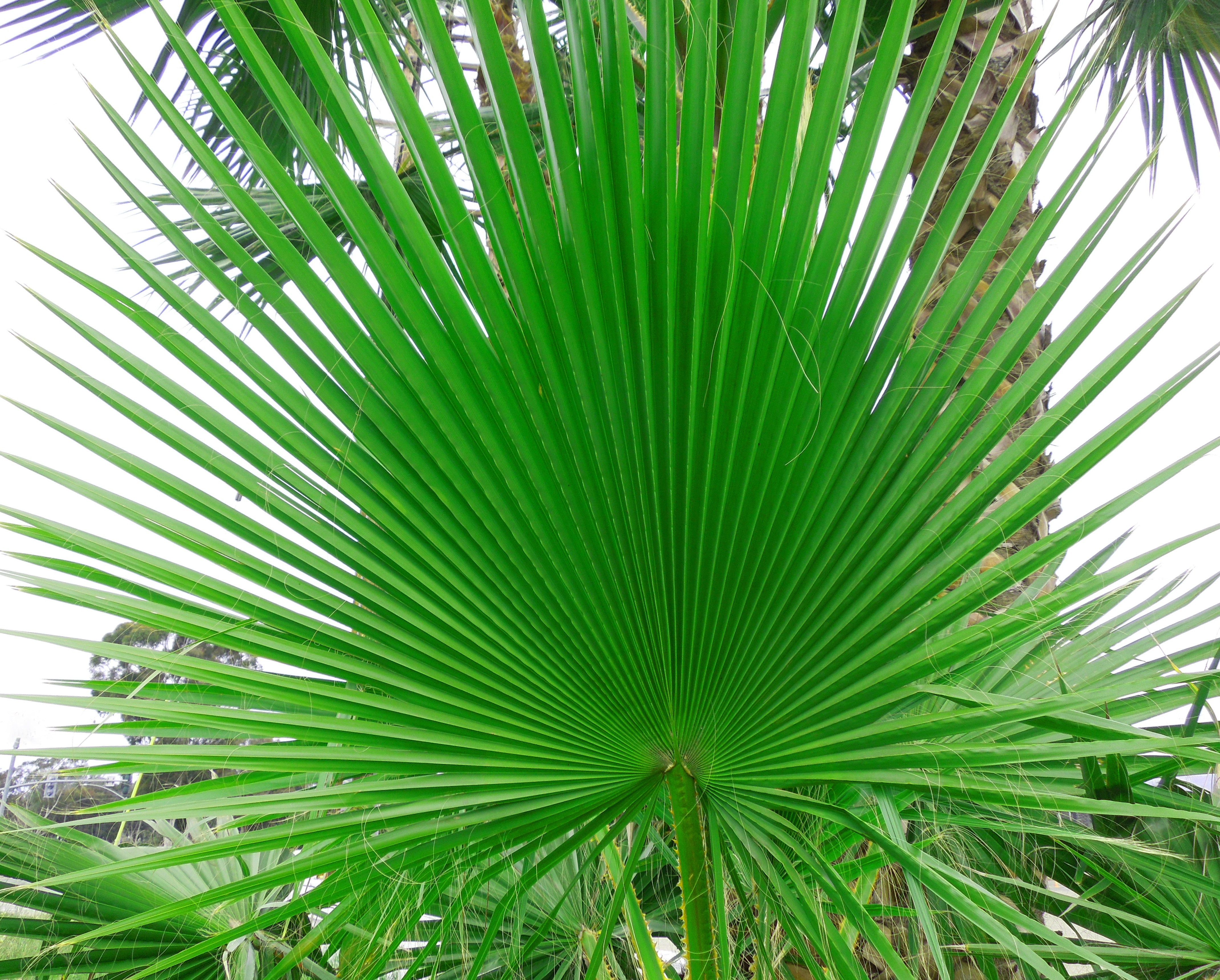 Mexican Fan Palm Leaf