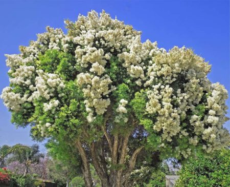 Snow-in-Summer Tree – Santa Barbara Beautiful