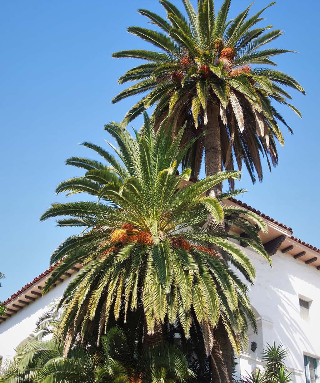 Canary Island Date Palms by David Gress