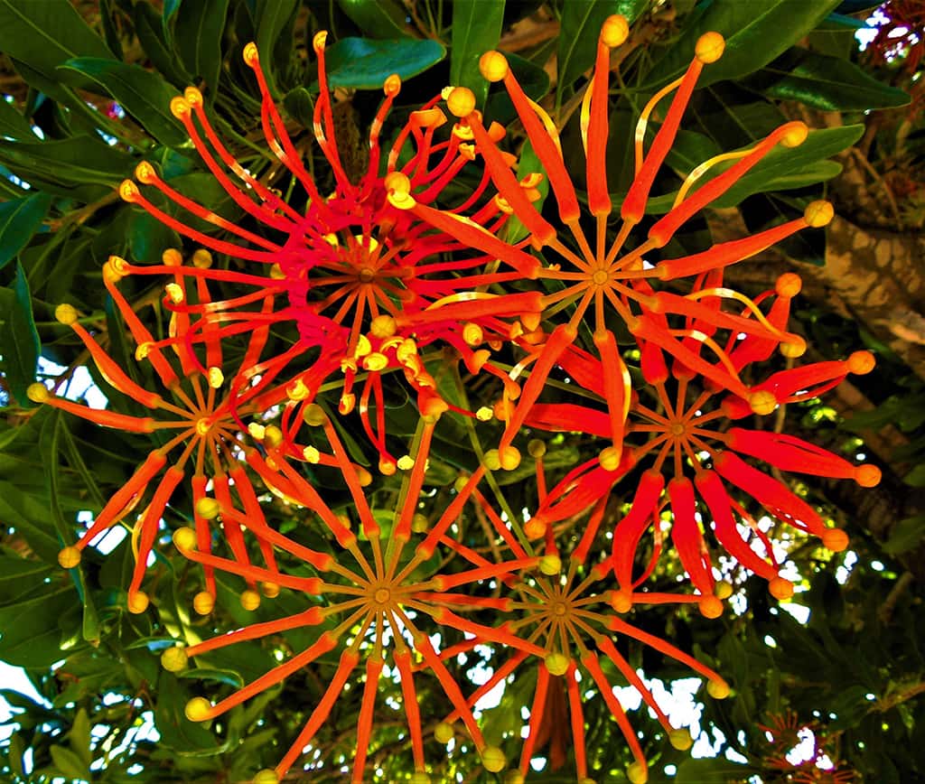 Fire-wheel Tree Flowers by David Gress