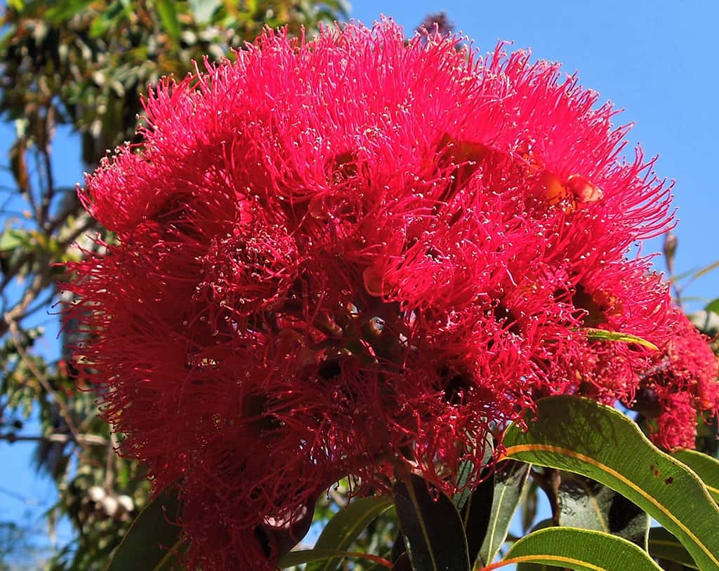 Red Flowering Eucalyptus - Flowers by David Gress