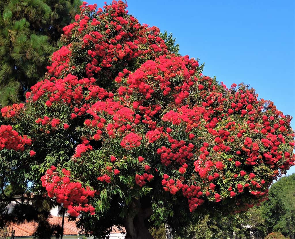 gum tree eucalyptus flowers