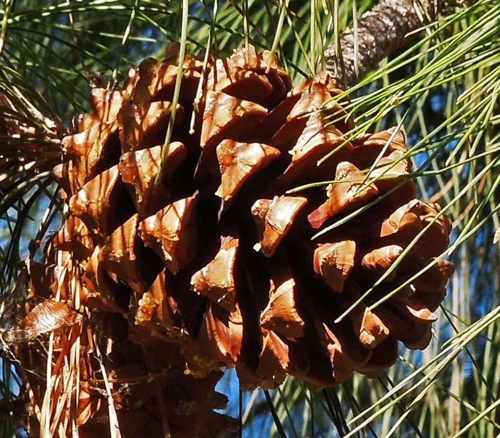 Canary Island Pine Cone by David Gress