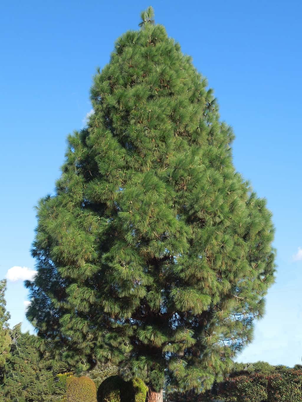 Canary Pine by David Gress