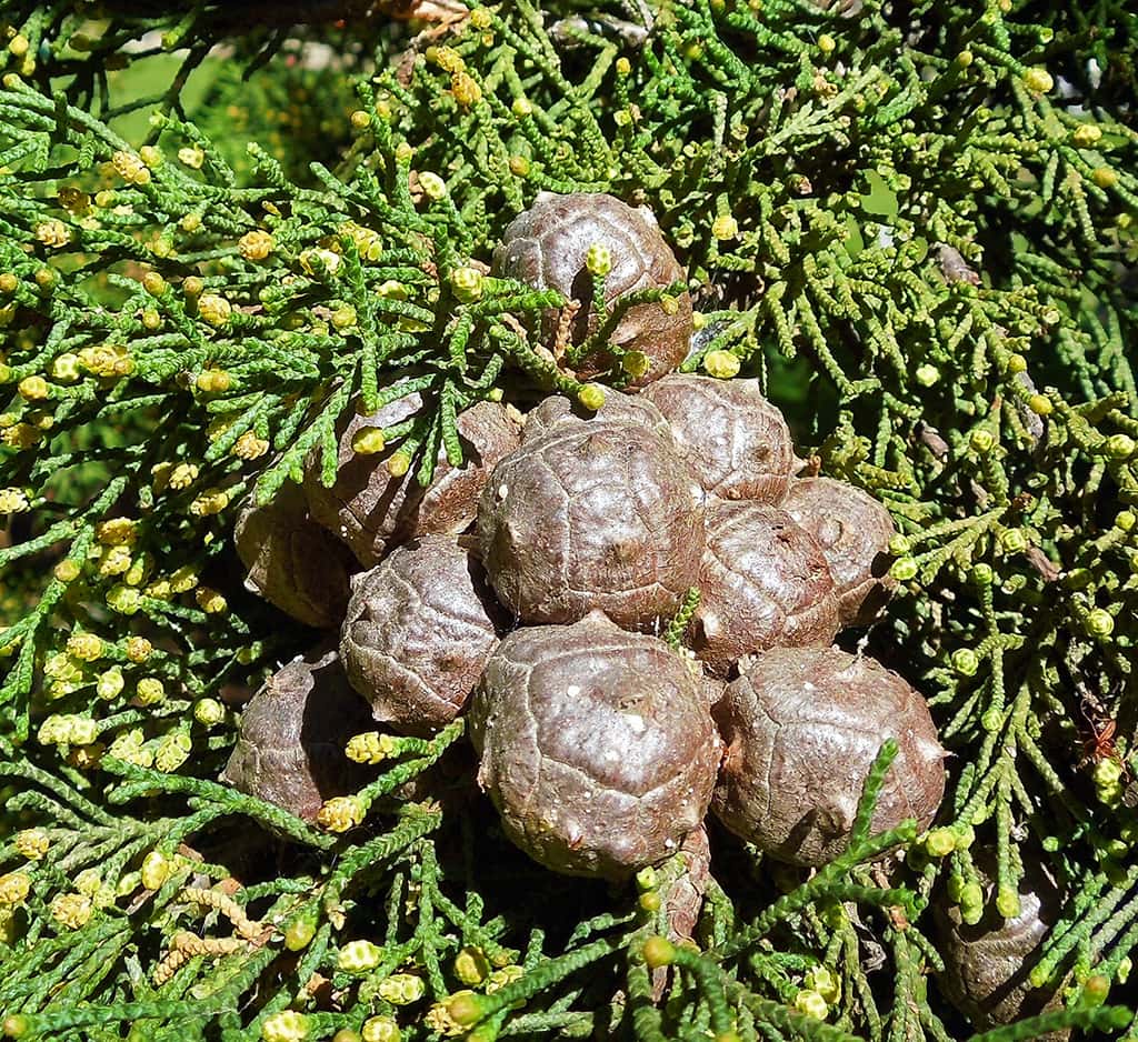 Monterey Cypress Cones - Photo by David Gress